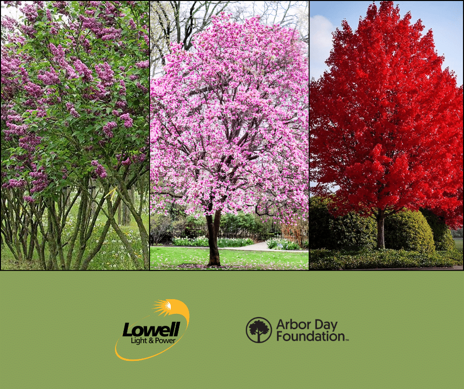 LL&P Offers Free Tree Program