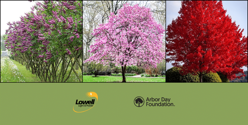 LL&P Offers Free Tree Program